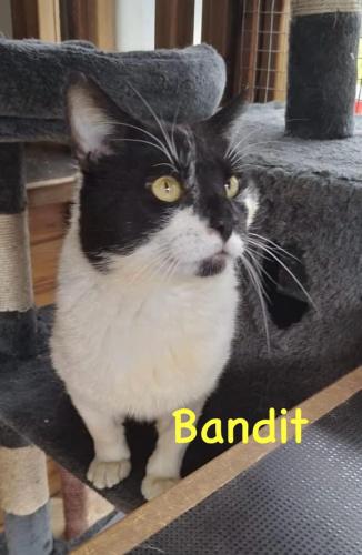 Bandit