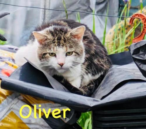 Oliver